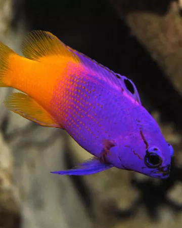 Océarium du Croisic