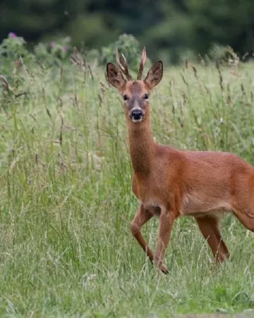 ®ot-pays-des-essarts